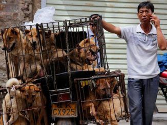 The owner and four staff of China's most popular dog meat restaurant have fallen victim to a full on attack by "25 Alsatians" that were being "fattened in cages" behind the restaurant.