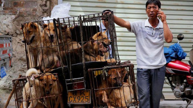 The owner and four staff of China's most popular dog meat restaurant have fallen victim to a full on attack by "25 Alsatians" that were being "fattened in cages" behind the restaurant.