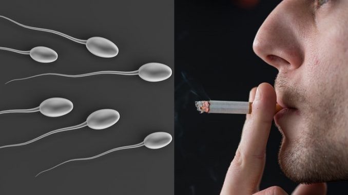 Canadian researchers say smoking marijuana makes men infertile