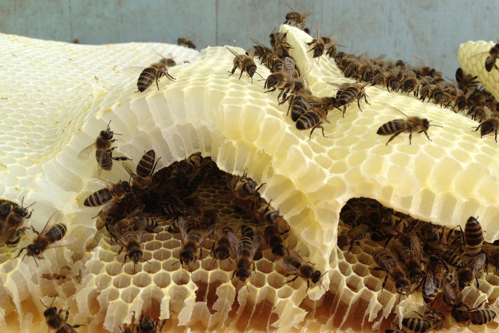Deadly pesticides found in two-thirds of worlds honey