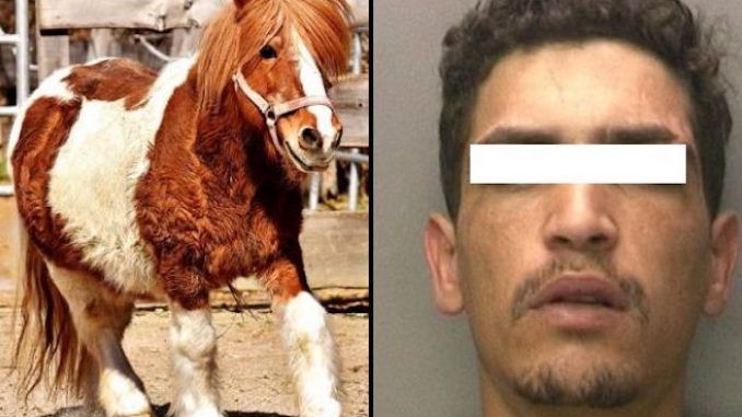 Syrian immigrant caught raping pony in front of children at a German zoo
