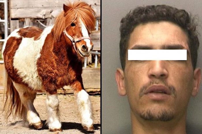 Syrian immigrant caught raping pony in front of children at a German zoo