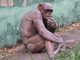 Scientists claims Humanzee - chim-human hybrid - has been successfully grown in a Florida lab
