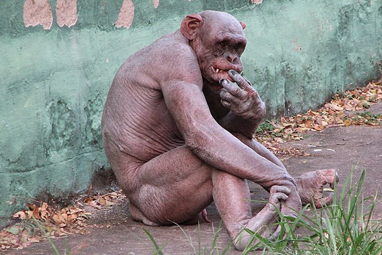 Scientists claims Humanzee - chim-human hybrid - has been successfully grown in a Florida lab