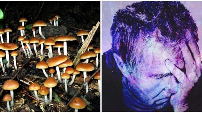 Study suggests mushrooms cure depression
