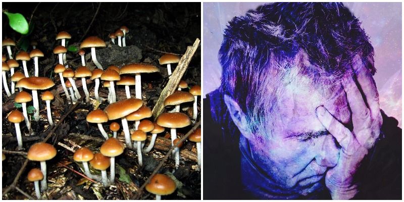 Study suggests mushrooms cure depression