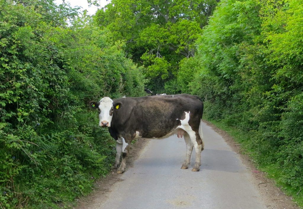 Cow escapes slaughterhouse and hides in forest for 2 weeks