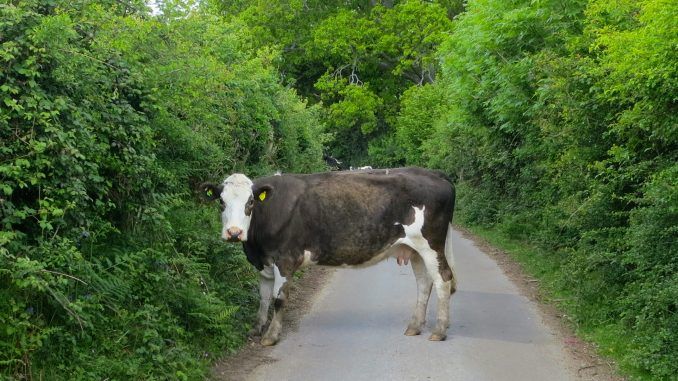 Cow escapes slaughterhouse and hides in forest for 2 weeks