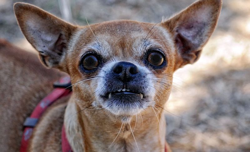South Carolina chihuahua owners are on edge as a dog serial killer targeting the breed continues a brutal killing spree across the state. 