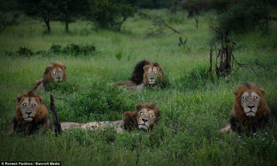 An illegal wildlife poacher, suspected of poisoning lions and selling body parts on the black market, has fallen victim to a dramatic full-on assault by a pride of lions.