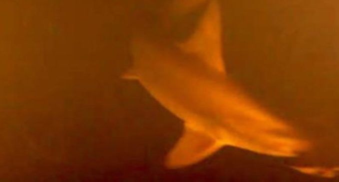 Scientists panic as mutant sharks discovered beneath underwater volcano