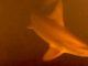 Scientists panic as mutant sharks discovered beneath underwater volcano