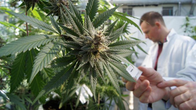 Big Pharma company to hold patent on CBD, THC as cancer cures
