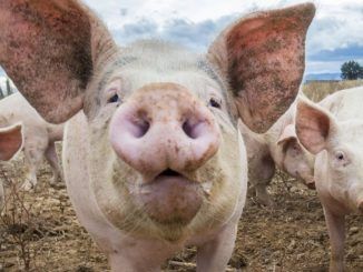 Yale scientists bring 200 decapitated pigs heads back to life