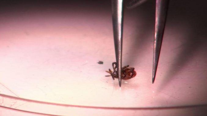 US government admits it invented Lyme disease as a bioweapon