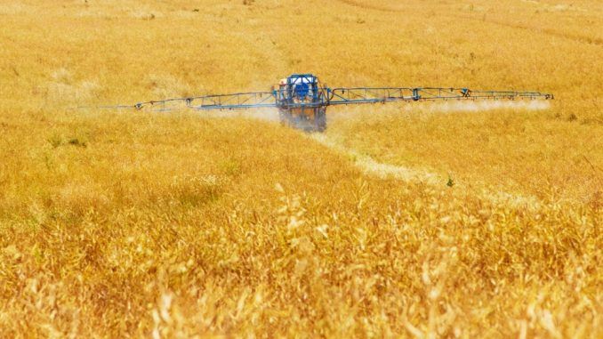 The real reason why wheat is toxic