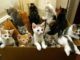 The USDA has been experimenting with and executing "hundreds of kittens" every year since 1982 as part of a cruel ongoing medical study that animal rights activists claim is "inhumane" and "completely unjustifiable."