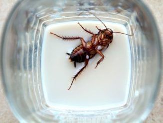 Scientists say they have discovered the next superfood that’s a perfect non-dairy alternative. However, they may have a hard time getting people to try cockroach milk.