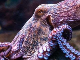 Octopuses are aliens that evolved on another planet before arriving on Earth hundreds of millions of years ago as “cryopreserved” eggs via a process known as panspermia, according to radical research.