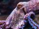Octopuses are aliens that evolved on another planet before arriving on Earth hundreds of millions of years ago as “cryopreserved” eggs via a process known as panspermia, according to radical research.
