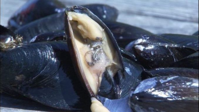 Mussels in Seattle test positive for heoin