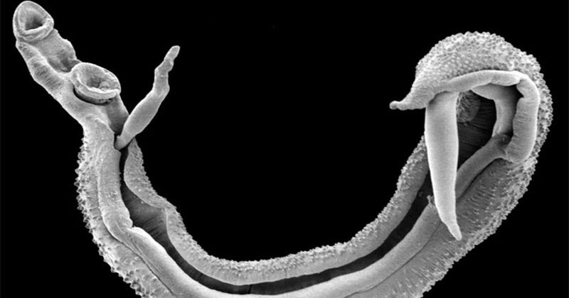 Deadly parasitic worm set to invade Europe due to uncontrolled migration