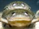 Male frogs turning female because of chemicals in water, study finds