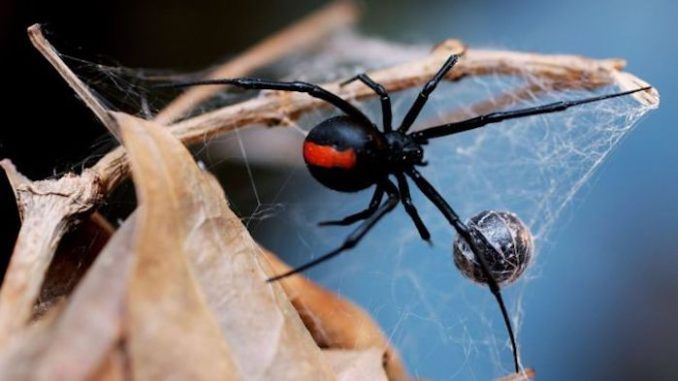 Medical scientists have made a stunning breakthrough in the fight to cure cancer after discovering that the venom from a deadly Australian spider can actually kill melanoma cells while leaving the surrounding healthy tissue unharmed, according to reports.