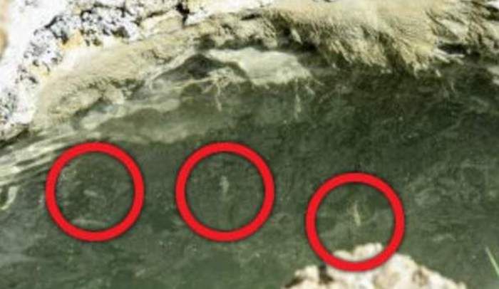 Biblical end of days prophecy fulfilled as fish are spotted swimming in the Dead Sea