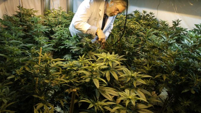 Two major companies, Monsanto and Bayer, have recently joined forces and seem to be plotting to take over the cannabis industry, creating a monopoly in the lucrative marijuana market.