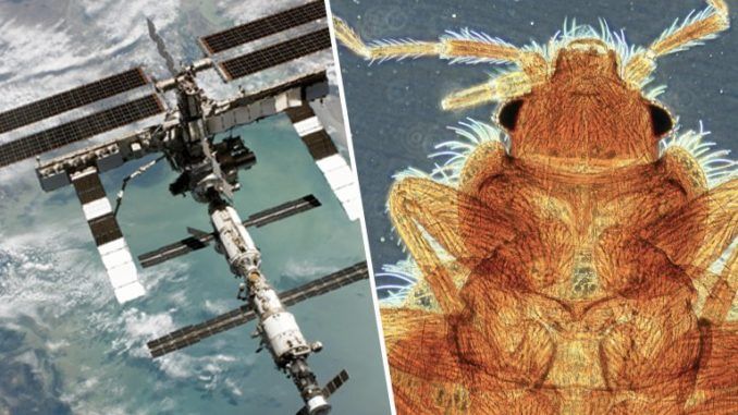 Stunned scientists have discovered a thriving ecosystem of "infectious organisms" aboard the International Space Station and have ordered urgent tests to determine if the "space bugs" are virulent enough to cause health problems for astronauts.