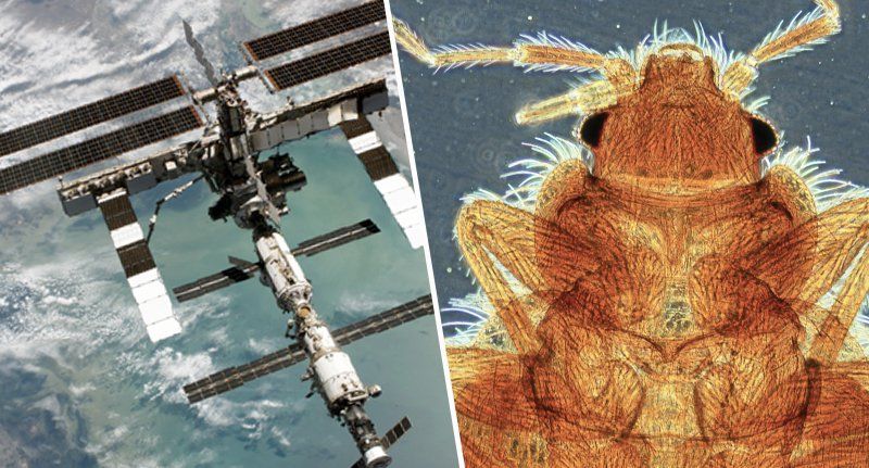 Stunned scientists have discovered a thriving ecosystem of "infectious organisms" aboard the International Space Station and have ordered urgent tests to determine if the "space bugs" are virulent enough to cause health problems for astronauts.