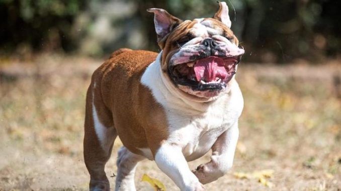 A Scottish man who was found unconscious in a pool of his own blood after his genitals were savaged by an Olde English Bulldogge 'was alone in the room with the animal' when the incident happened.