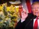 Facebook begins banning hemp pages after Trump signed Farmers Bill