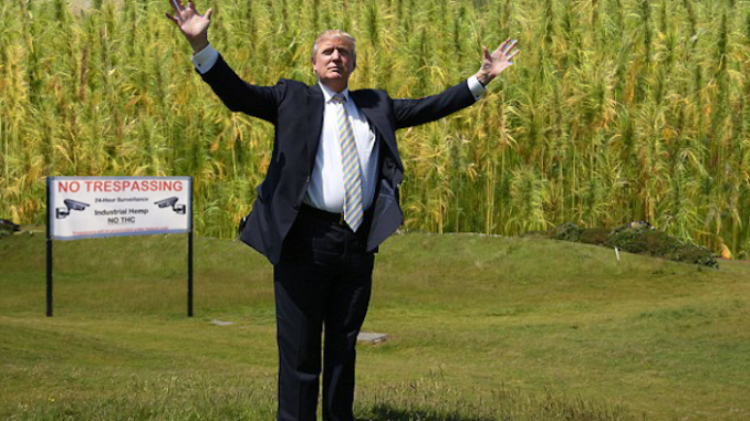 President Trump has officially legalized hemp nationwide