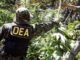 DEA admits nobody has ever died from cannabis overdose
