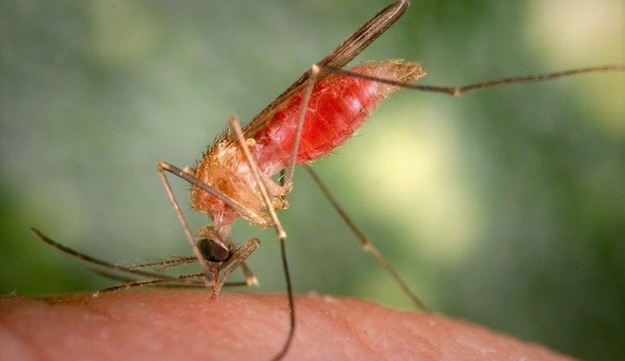 Scientists release genetically modified Mosquitoes in Italian laboratory