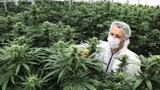 WHO set to reschedule cannabis for first time in history due to possible health benefits