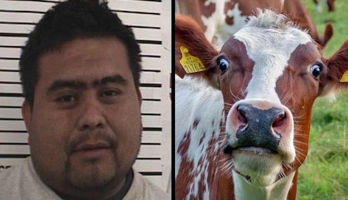 Illegal alien arrested for raping cow in U.S.