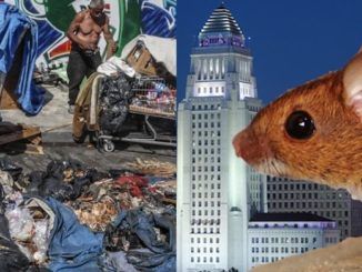 Los Angeles City Hall is "infested with rats" according to an uncovered report that connects the plague of rodents to the enormous homeless population in the liberal city.