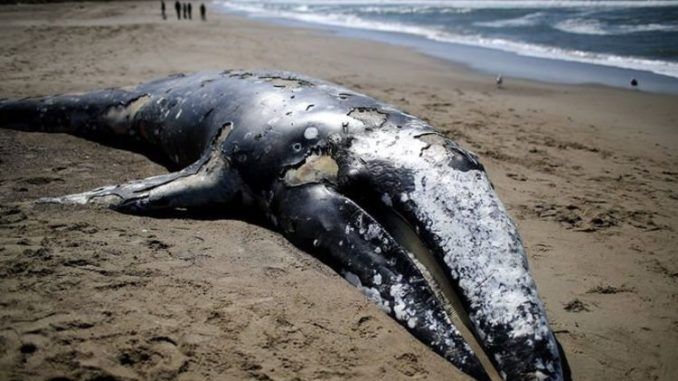 Scientists baffled as 70 dead whales wash-up on U.S. coastlines