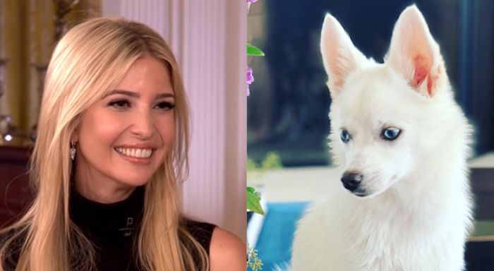 Ivanka Trump accused of racism by liberals for giving her daughter a white dog
