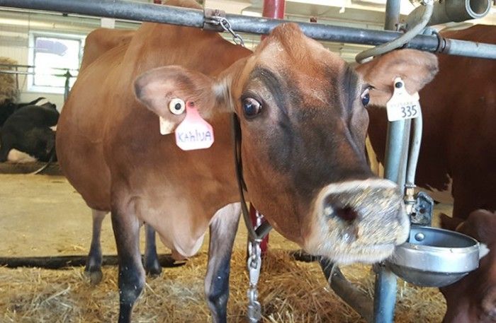 New York University’s Women's and Gender Studies teaches students that milking cows is like sexual abuse