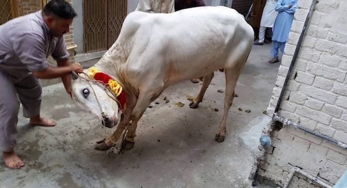 A Muslim cleric in East Java, Indonesia, was killed by a cow he was about to slaughter during the Islamic Eid festival.