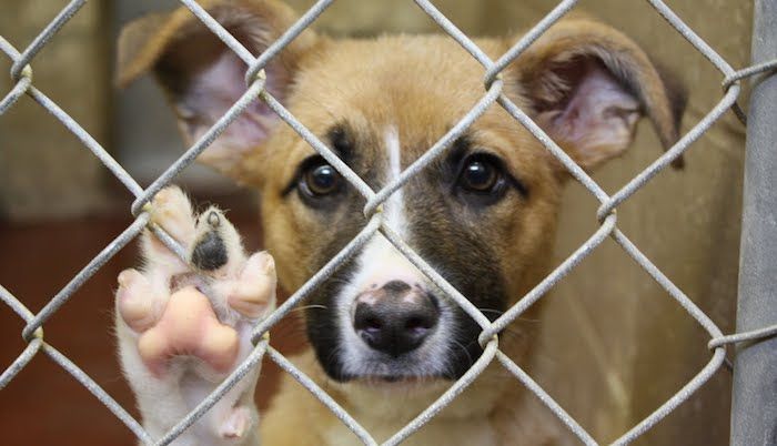 House passes bill making animal cruelty a federal criminal offence