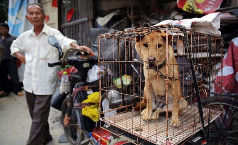 China increases its dog meat consumption amid pork shortage