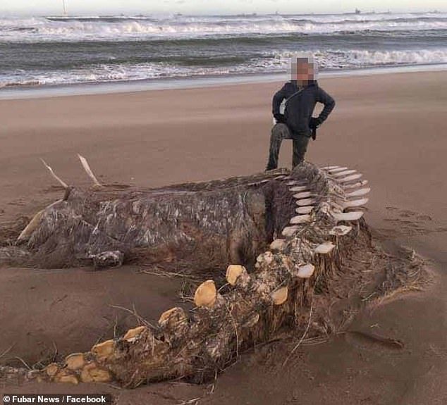 The mysterious beast was found on the Aberdeenshire coastline on Sunday as the country endured 90mph winds and torrential rain