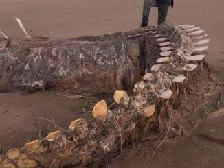 Mystery is surrounding the skeleton of a mysterious sea creature that washed up on a Scottish beach during Storm Ciara on the weekend.