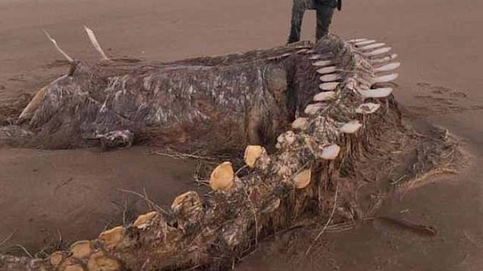 Mystery is surrounding the skeleton of a mysterious sea creature that washed up on a Scottish beach during Storm Ciara on the weekend.