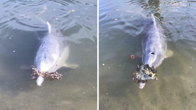 Dolphins who frequent Australia’s Tin Can Bay, a popular tourist spot, have started bringing “gifts” onshore, apparently missing the visitors who would normally be lined up to lavish them with attention and feed them before the coronavirus pandemic.